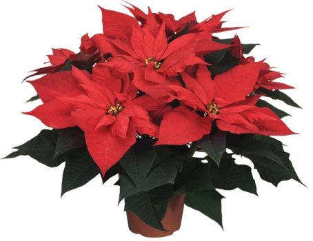 ΑΛΕΞΑΝΔΡΙΝΟ (Euphorbia pulcherrima )